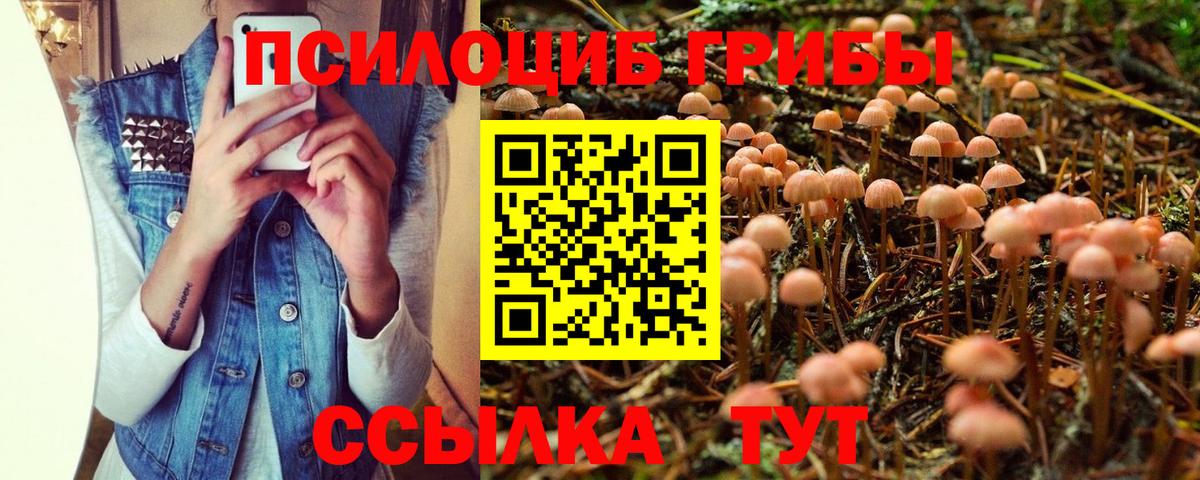 Галлюциногенные грибы Psilocybe Миллерово